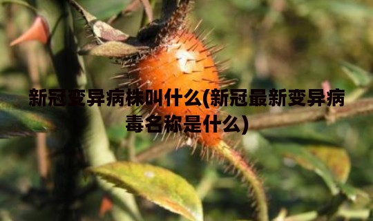 新冠变异病株叫什么(新冠最新变异病毒名称是什么)