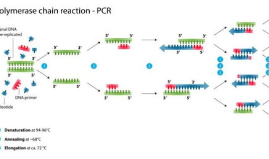 天津pcr核酸，pcr反应过程