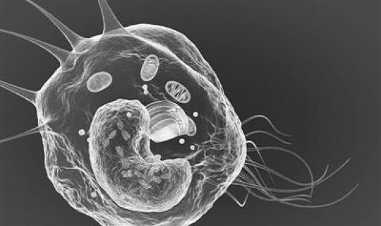 大连病毒感染最新消息是真实的吗？病毒感染和细菌感染哪个严重