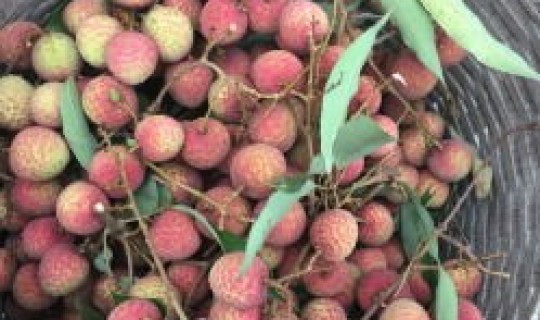 广州水果园采摘地址？广州哪里有采摘水果的地方