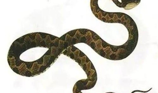 几号清明节2025 清明节蛇出洞了吗