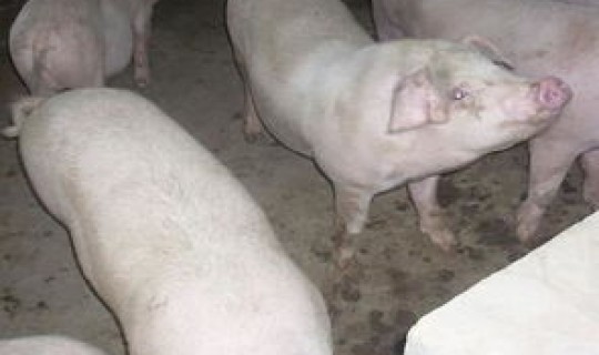 河南疫病情况 河南省今日生猪价格