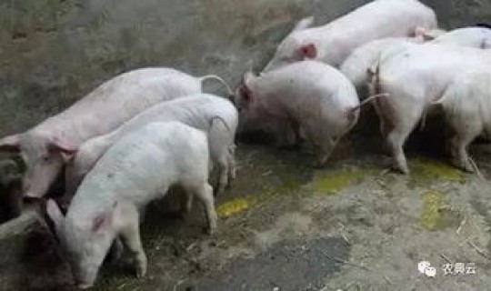 猪德尔塔病毒什么症状？猪冠状病毒的四个特点