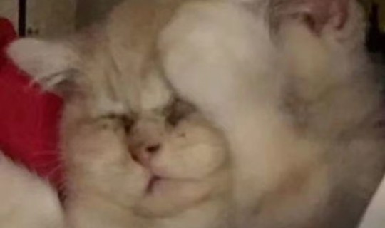 西安低风险地区需要隔离吗？西安地区从国外带宠物需要隔离嘛