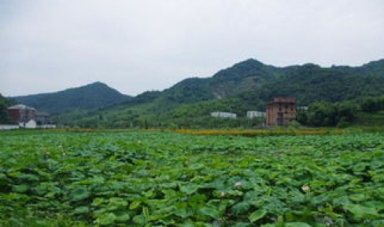 广州周边采摘农庄 广州采摘园去哪好