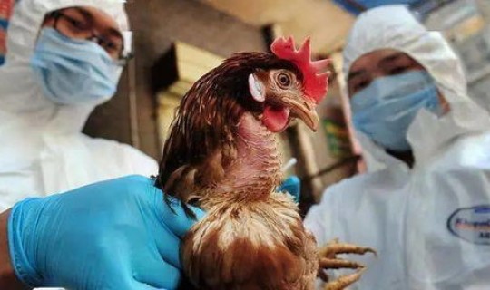 北京发现一例禽流感？禽流感感染人吗