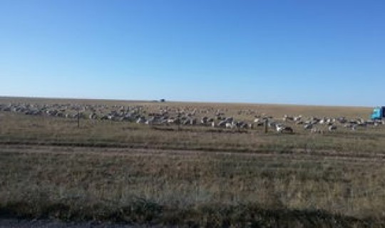 新巴尔虎右旗好不好？新巴尔虎右旗穷吗