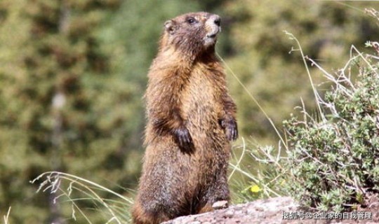 鼠疫近几年发生了几例，鼠疫还会爆发吗