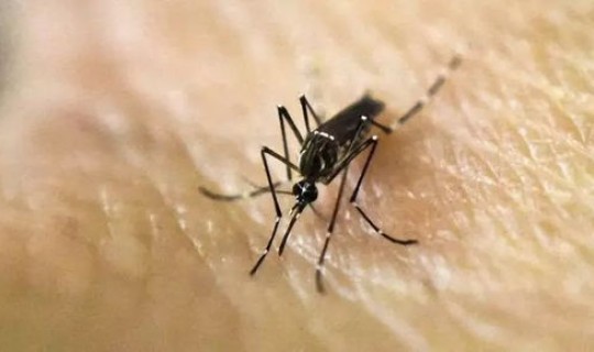 成都的病毒是什么毒株 什么是植物病毒