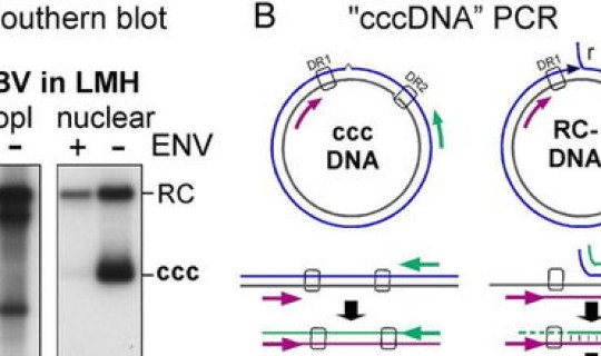 日本有多少乙肝病毒携带者 关于乙肝病毒携带者