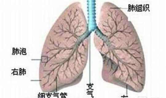 新冠肺炎死亡性别比例 支气管肺炎和肺炎区别
