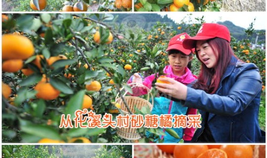 广州哪里可以采摘橘子 从化哪里有沙糖桔采摘