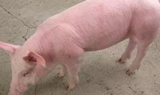 郑州疫情多少人感染(郑州人感染猪病毒死亡)