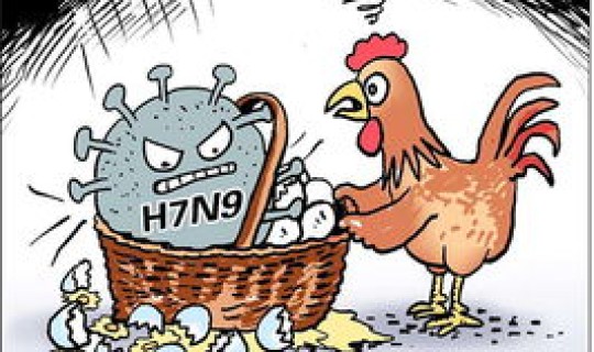 2017年,上海再次出现h7n9型禽流 H7N9禽流感和黄浦江死猪事件有关吗