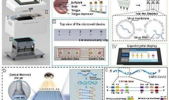 核酸检测为阴性抗体阳性啥意思 核酸检测一道杠是阴是阳