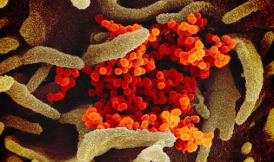 湖南新冠状病毒疫情 新冠病毒疫情是哪一年开始的