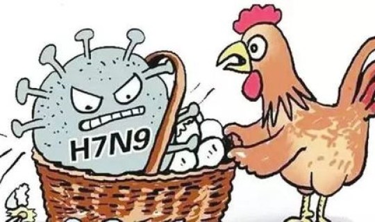 h7n9禽流感的传染源是什么病毒 禽流感属于哪一类传染病