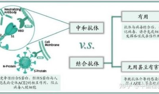 新冠病毒在哪里合成s蛋白(病毒蛋白质的合成场所)