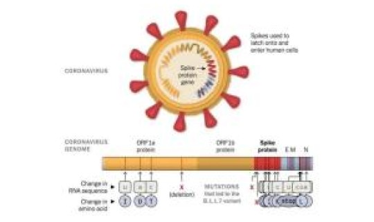 世卫命名新冠变异株，世卫新冠病毒命名叫什么