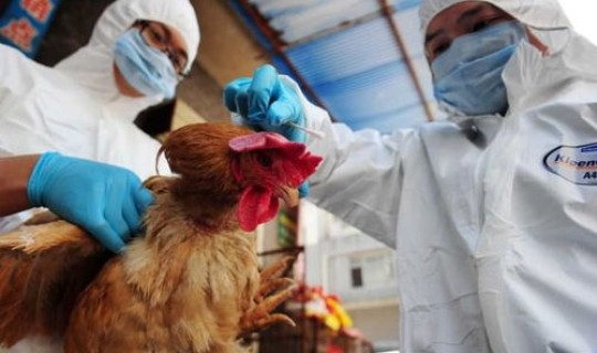 北京禽流感h7n9 h7n9禽流感是哪一年