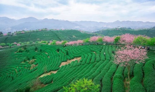 茶园最好的三个小区(茶园的房子值得买吗)