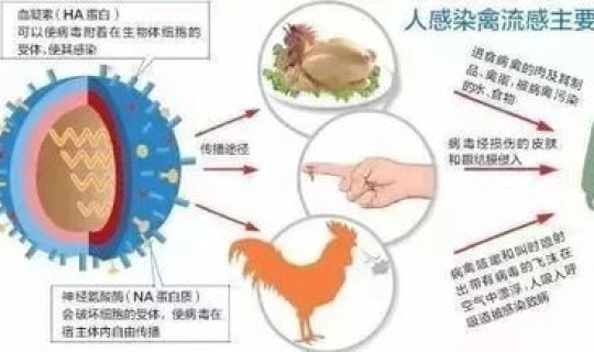 h7n9禽流感症状有哪些 H7N9型禽流感的主要症状有哪些