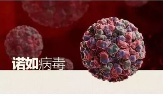 中国最新病毒症状 最新病毒感染症状