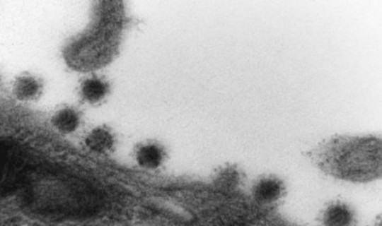 德尔塔变异毒株的变异位点？什么叫变异位点