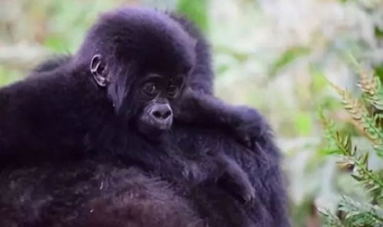 猴b病毒最新消息(猩猩病毒)