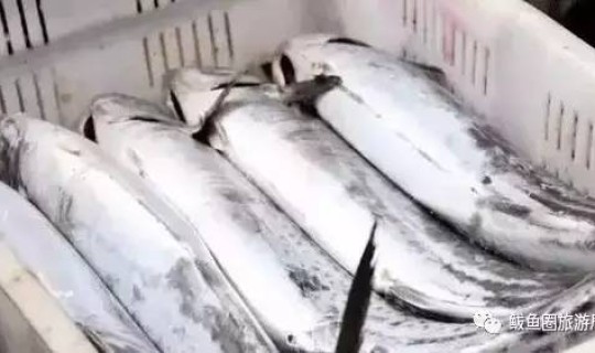 鲅鱼圈打成鱿鱼圈(真鲅鱼和假鲅鱼)