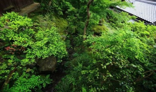 返景入深林,复照青苔上全是(返景入深林下一句是什么)