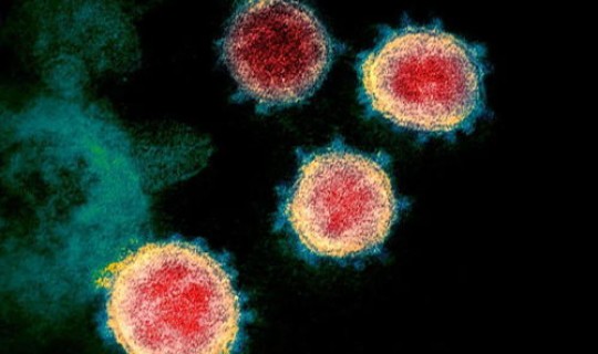 北京新冠病毒的最新状况(新冠形病毒的症状)