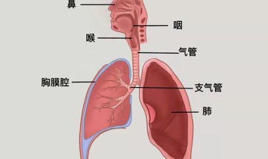 江苏病毒性肺炎最新消息，冠状病毒感染性肺炎症状