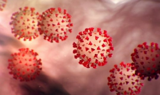 疫情源头到底在哪里 新冠病毒源头来自哪里