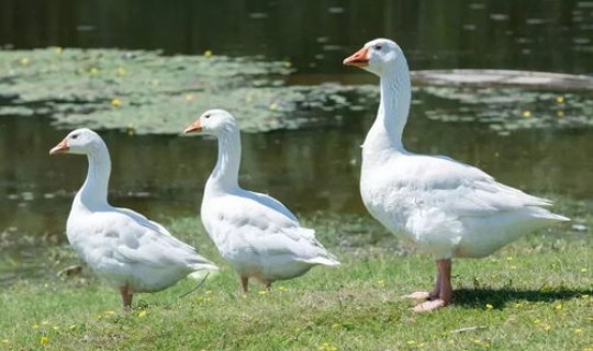 江苏扬州毛老太	，扬州老鹅多少钱一只