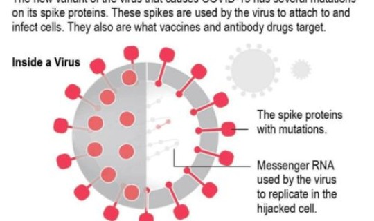 英国确认发现新冠病毒的新变种？新冠病毒哪一年开始的具体日期