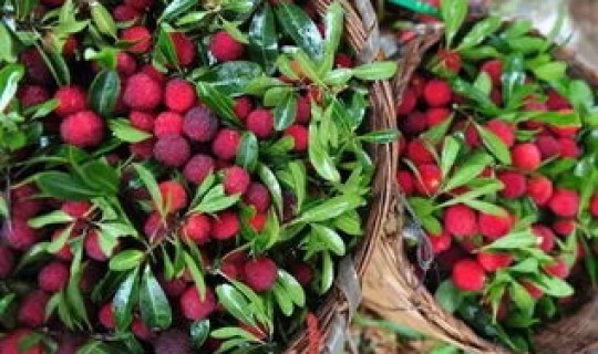 广州水果采摘园一日游 广州一日游攻略自由行