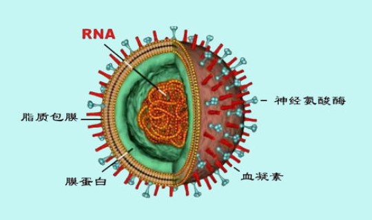 新冠病毒会长时间与人类共存吗 病毒和抗体可以共存吗