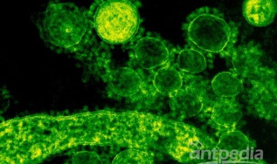 韩国感染新型冠状病毒(新型冠状病毒传播途径)