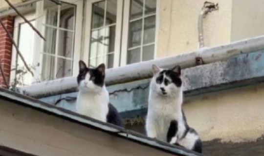 西安隔离事件，西安机场隔离猫吗