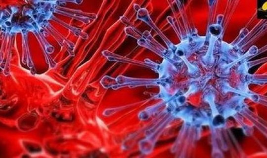 成都 病毒来源？中华吸血鬼的病毒来源