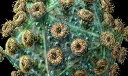 病毒持续多久？艾滋病人死后病毒能存活多久