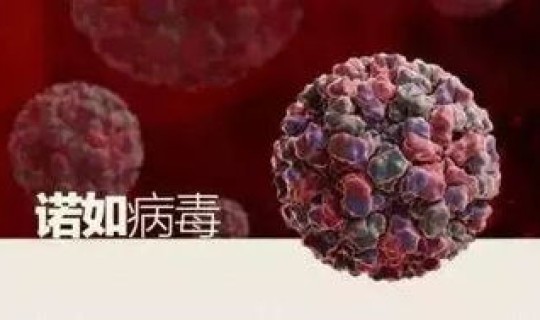 江苏病毒叫什么病毒 疫情叫什么病毒