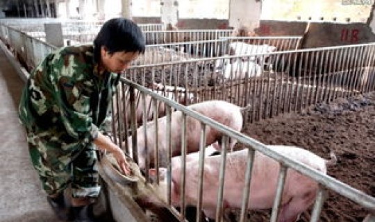 北京猪瘟疫情最新情况	，最近国内猪瘟疫情最新消息