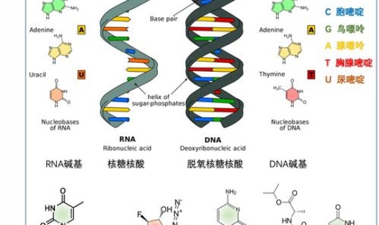 核酸检测分男女吗，无创dna能测出男女么