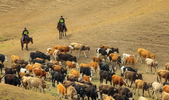 新疆伊犁疫情发布会 新疆爆发禽流感