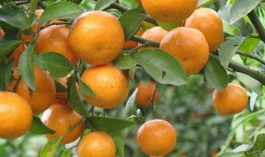 广州附近哪里有摘桔子？广州从化哪里有采摘园