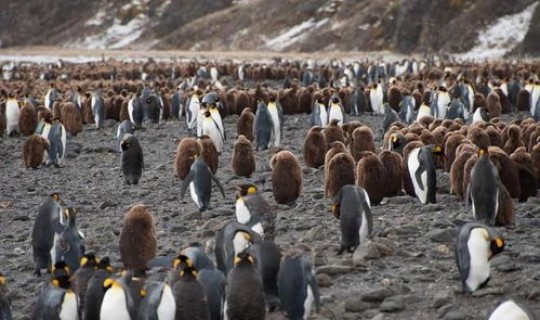 全球仅一地无疫情的地区 全球性疫情