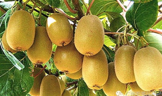 广州自摘果园 广州可以种什么水果