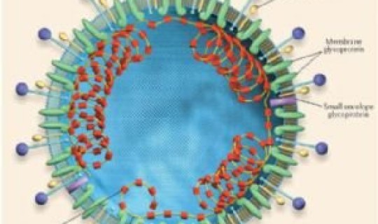 美国的新新冠病毒	，新型冠状病毒感染症状